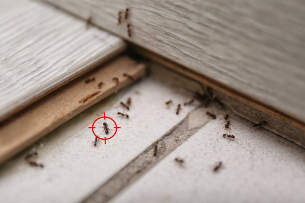 Best Wasp Removal Services  in Germantown, WI